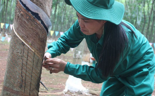 Rubber exports surge in first eight months 