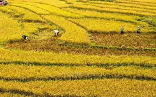 Hau Giang to experiment RoK bio-products on rice 