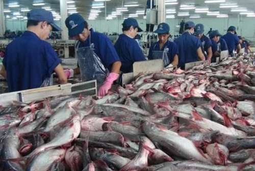 VN firms seek markets for tra fish 
