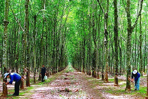 Vietnam Rubber Group targets 1.76 billion USD in revenue