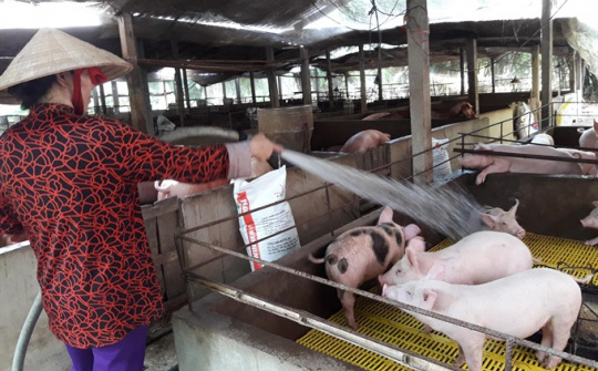 Agricultural minister calls on businesses to support pig farms 