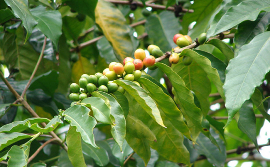 Coffee sector looks for ways to adapt to climate change 