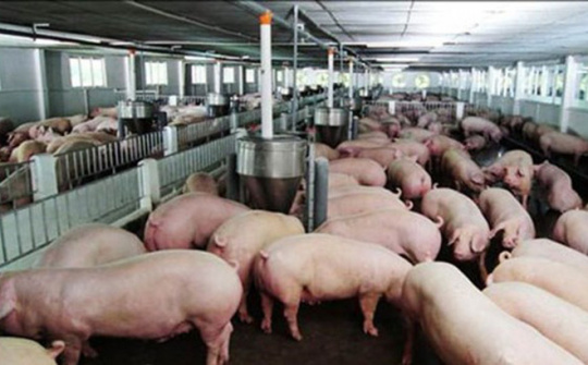 Agro ministry proposes solutions to help pig-farming industry 