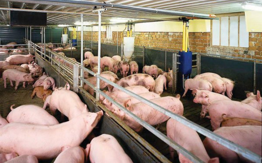 Unprofitable animal farming hurts agricultural production in Dong Nai