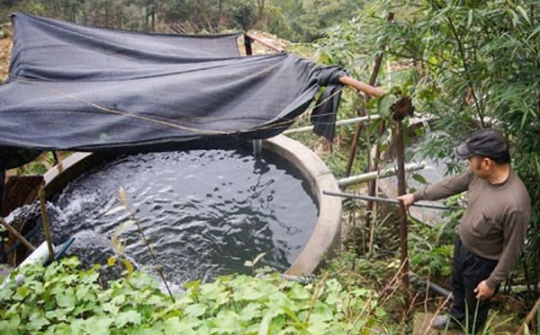 Salmon farming in Vietnam 