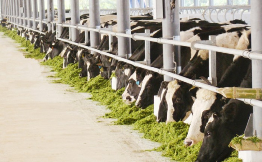 Vinamilk to invest in milch cow farm in Ha Nam 