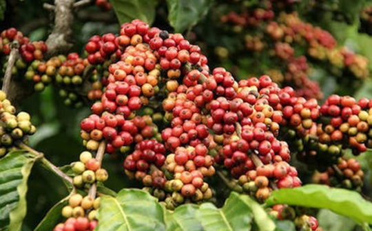 Coffee output to near last crop’s yield 