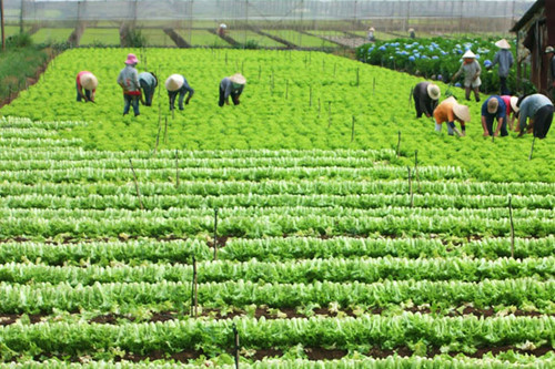 Ben Tre targets 2 percent growth in agro-forestry-fishery in 2017 