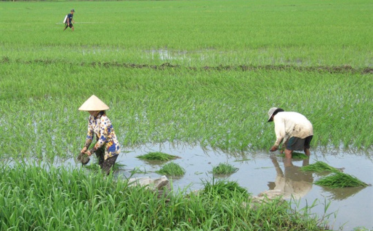 Unseasonal rains hurt Mekong Delta crops 
