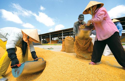 Paddy prices rise as winter-spring crop ready for harvest 