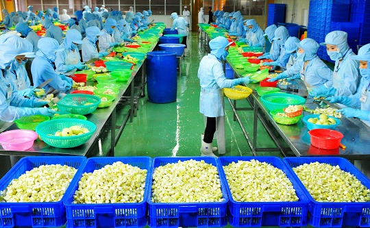 Tay Ninh approves 22 million USD fruit processing factory 