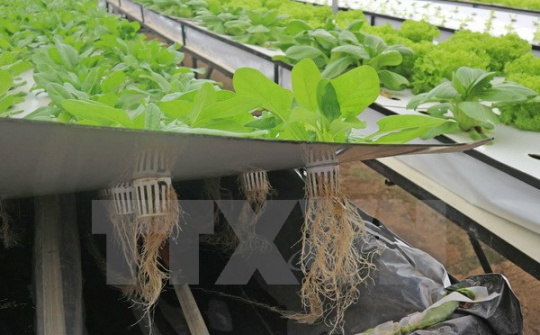 Nông dân Đà Lạt thành công với trồng rau trong không khí