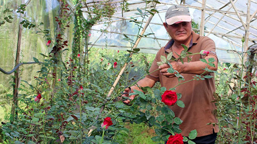 Hoa hồng Ecuador trồng bằng công nghệ cao