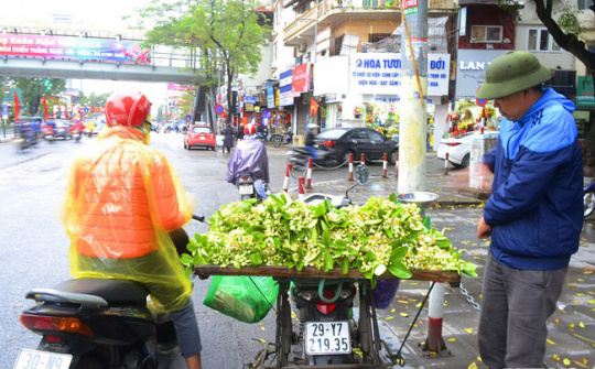 Hoa bưởi đầu mùa, giá tới 300.000 đồng/kg vẫn hút khách Hà Nội 
