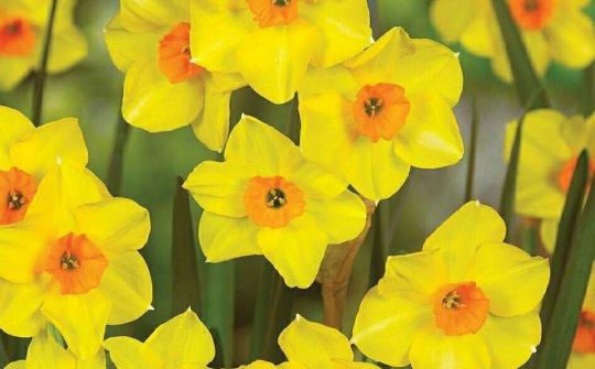 Hoa xứ Wales
