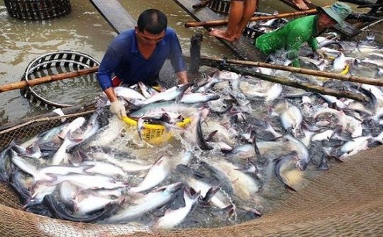 Giá cá tra tăng kỷ lục trong nhiều năm