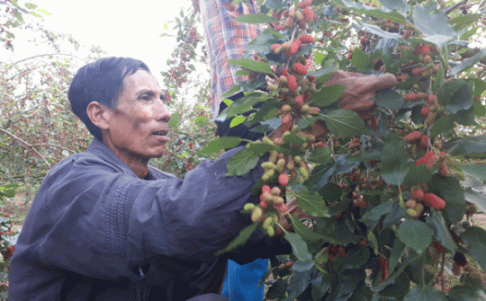 Tận mắt thấy nông dân Hà Nội thu hoạch dâu tằm