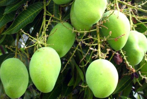 Nhiều loại cây ăn trái giảm giá