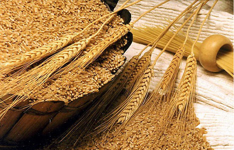 Thị trường nông sản 29/5: cao su phục hồi, giá lúa mì tăng do thời tiết khô