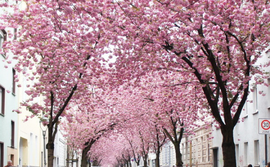 Con đường "Hoa Anh Đào" ở Bonn - một trong những con đường tình nổi tiếng nhất trên thế giới