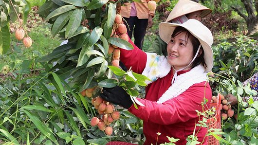 Trung Quốc – thị trường tiêu thụ vải thiều số một của Việt Nam