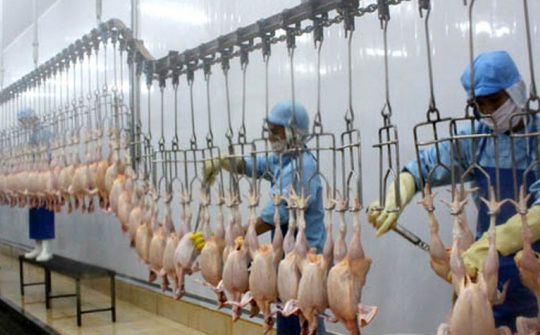 Thêm 2 dây chuyền chế biến thịt gà đủ điều kiện xuất khẩu Nhật Bản
