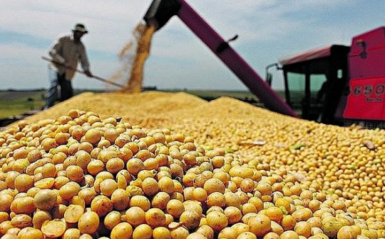 Thị trường nông sản ngày 10/7: Đậu tương giảm do căng thẳng Mỹ - Trung