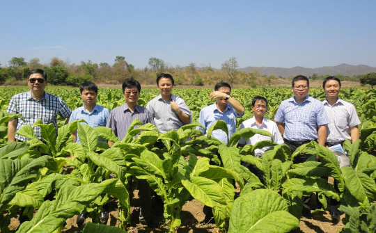 Lò sấy thuốc lá công nghệ mới - Niềm mong đợi của người dân vùng trồng nguyên liệu