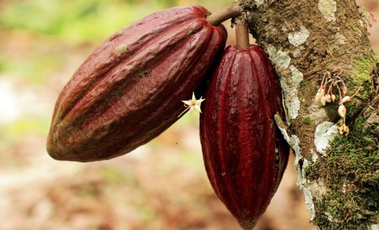 Xuất khẩu cacao của Nigeria bị tắc nghẽn khiến giá thu mua giảm