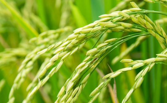 FAO dự báo nhu cầu nhập khẩu gạo Châu Phi giảm trong năm nay