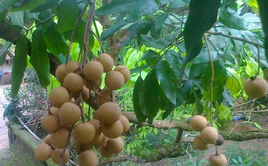 Hà Nội: 19 tấn nhãn chín muộn xuất sang Mỹ và châu Âu