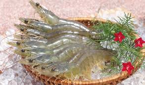 Bộ Công Thương dự báo xuất khẩu tôm sang EU sẽ tăng vào cuối năm