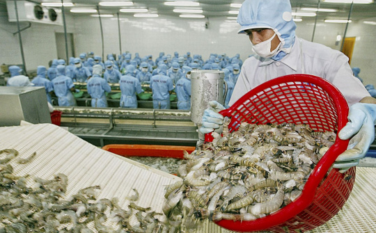Tôm chân trắng Việt Nam rộng đường sang EU