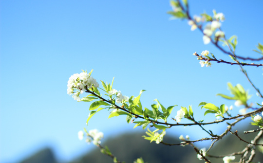 Tết có còn hương xưa?