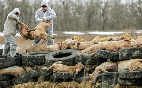 Bộ Y tế khẳng định: Bệnh tả lợn châu Phi không gây bệnh trên người