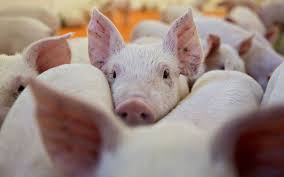 Việt Nam sản xuất thành công vaccine phòng dịch tả lợn châu Phi