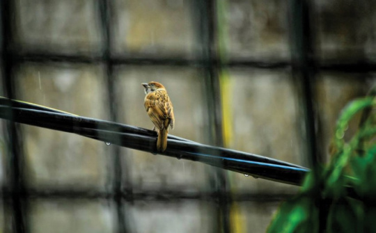 Chuyện chiều thứ 6: Nghe mưa nơi này lại nhớ mưa xa…