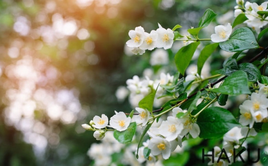 Chuyện chiều thứ 6: Như bông hoa nhài...