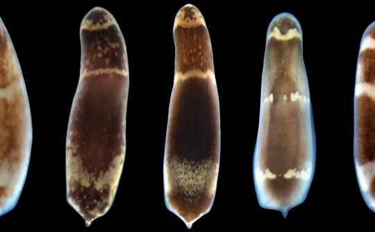 Các nhà khoa học đã tìm ra nguyên nhân: Vì sao sâu có thể tái sinh sau khi đã bị chia đôi