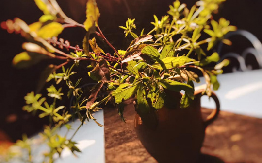 Sáng tạo không giới hạn với món “thuốc nổ”