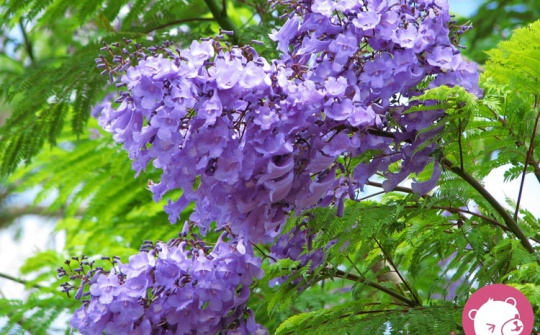 Nâng cấp cái “thấp tẹt”