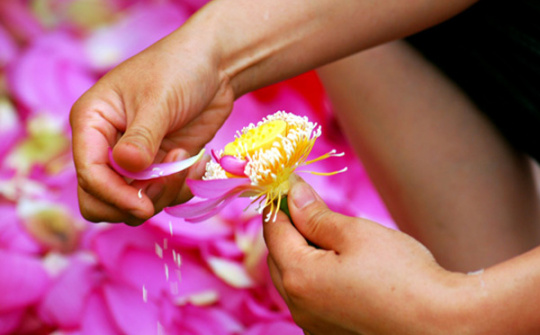 Tinh mơ bên tách trà sen Tây Hồ