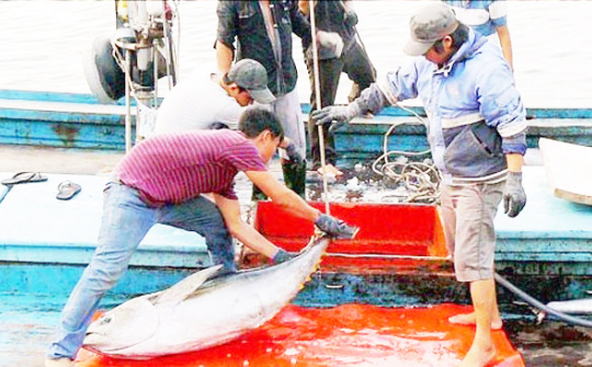 Đã chấm dứt hoàn toàn tình trạng khai thác hải sản trái phép ở vùng biển các nước quốc đảo Thái Bình Dương.