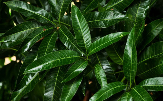 Lợi ích thần kỳ của lá xoài