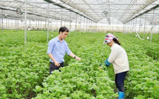 Làm gì để có 100.000 DN kinh doanh nông nghiệp hiệu quả?