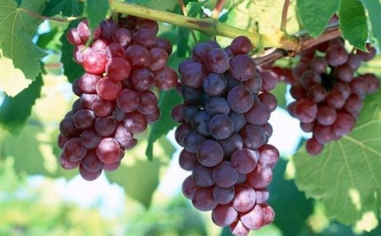 Bác sĩ cảnh báo 3 lưu ý khi ăn trái cây kẻo tàn phá sức khỏe