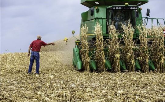 Tháng 01/2022, hơn 1 triệu tấn ngô được nhập khẩu về Việt Nam