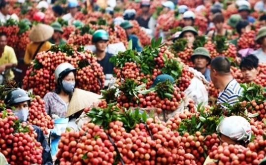 Lục Ngạn: Nâng cao chất lượng quả vải phục vụ xuất khẩu sang nhiều thị trường khó tính