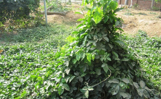 Bắc Giang: Sâm nam núi Dành được cấp Giấy chứng nhận đăng ký chỉ dẫn địa lý