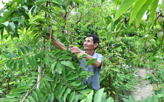 Hiệu quả kinh tế cây na tăng gấp 2 - 3 lần nhờ Phân bón Văn Điển